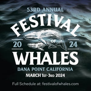 Festival of Whales1